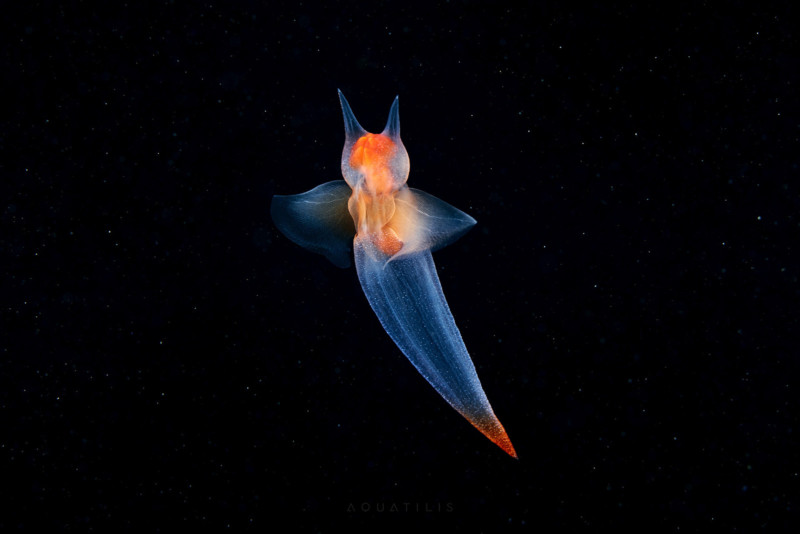 2qEYZgmzmhg-800x534.jpg