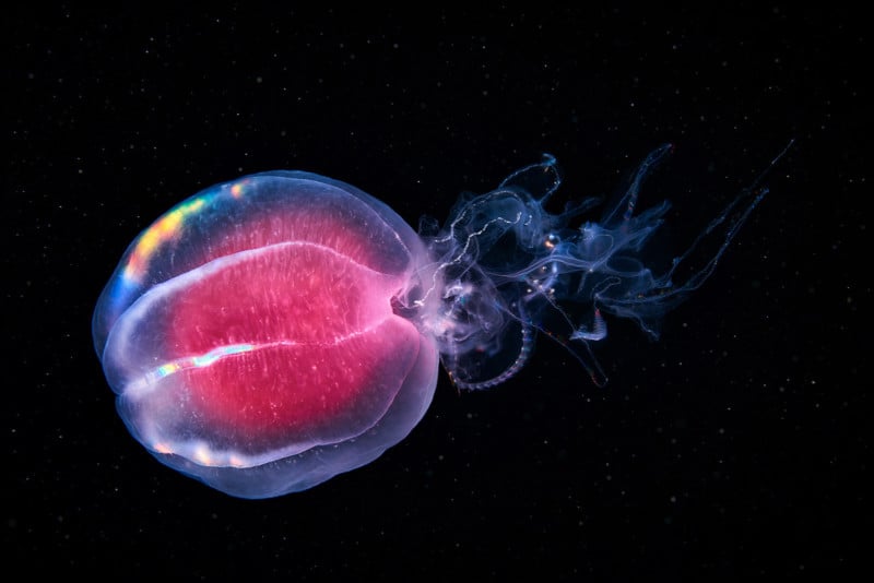 Ctenophora-Beroe-abyssicola-feeding-on-Bolinopsis-infundibuliformis-800x534.jpg
