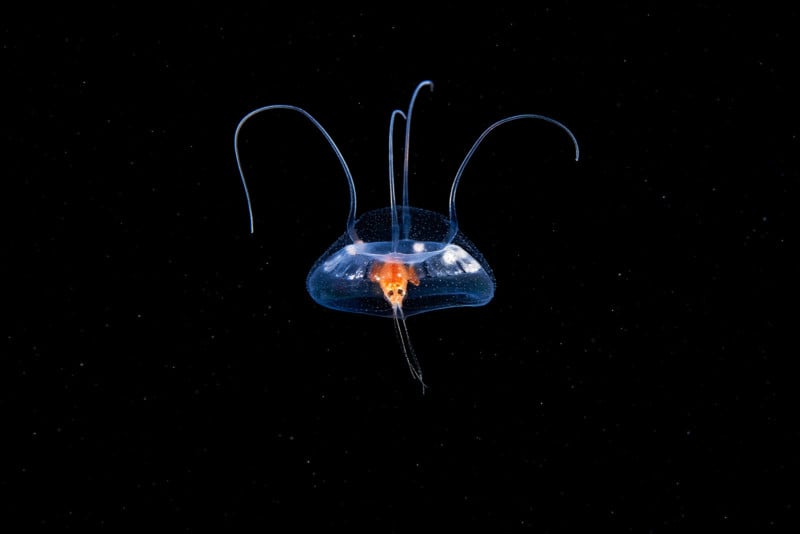 Hydrozoa-Aeginopsis-laurentii-with-Hyperia-galba-male-inside-800x534.jpg