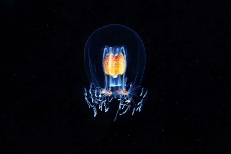 Hydrozoan-jellyfish-Bougainvillia-superciliaris-1-800x534.jpg
