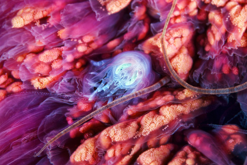 Hyperia-galba-inside-Cyanea--800x534.jpg
