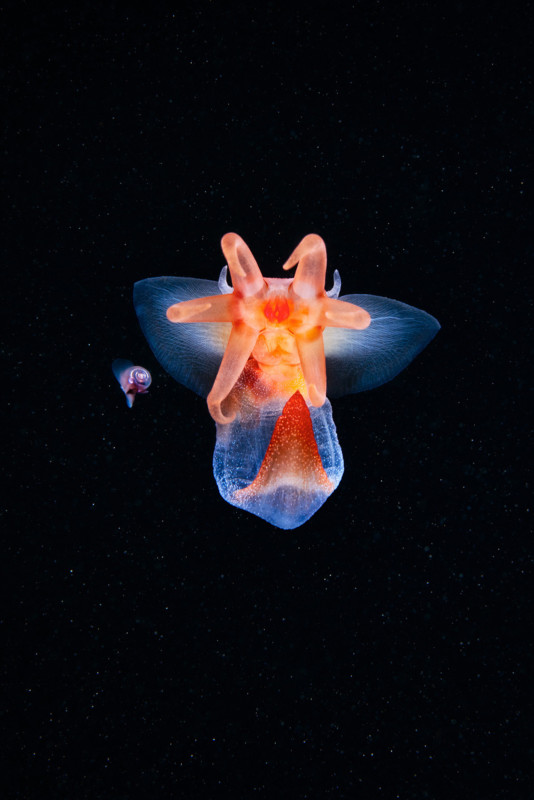 Pteropoda-Sea-angel-Clione-limacina-01-534x800.jpg