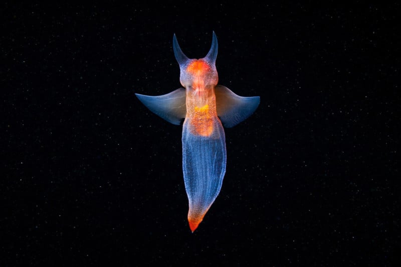Pteropoda-Sea-angel-Clione-limacina-05-800x534.jpg