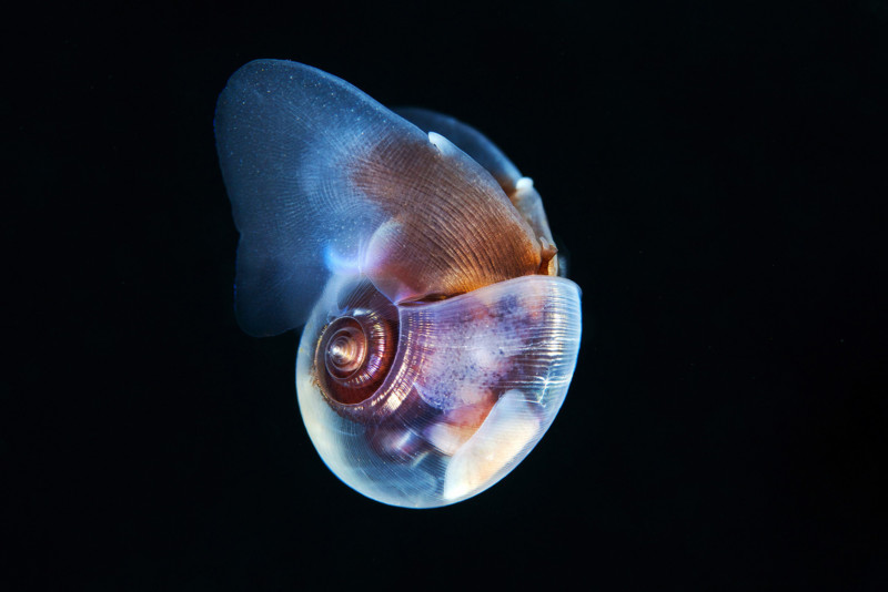 Pteropoda-Sea-butterfly-Limacina-helicina-07-800x534.jpg