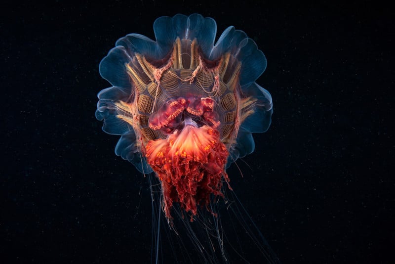 Scyphozoan-jellyfish-Lions-mane-jellyfish-Cyanea-capillata-11-800x534.jpg