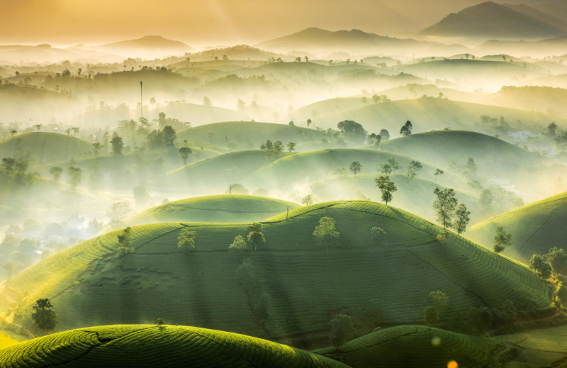 2852-Tea-Hills-©-Vu-Trung-Huan-800x519.jpeg