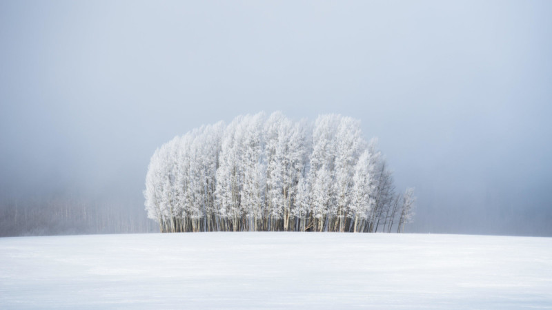 5348-Trees-Fog-©-Preston-Stoll-800x450.jpeg