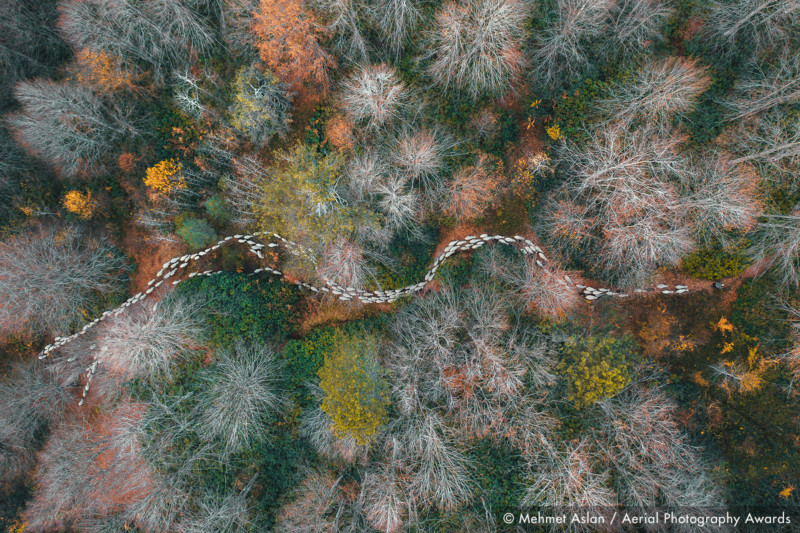 Forest-path_Mehmet-Aslan_Aerial-Photography-Awards-2020-800x533.jpg