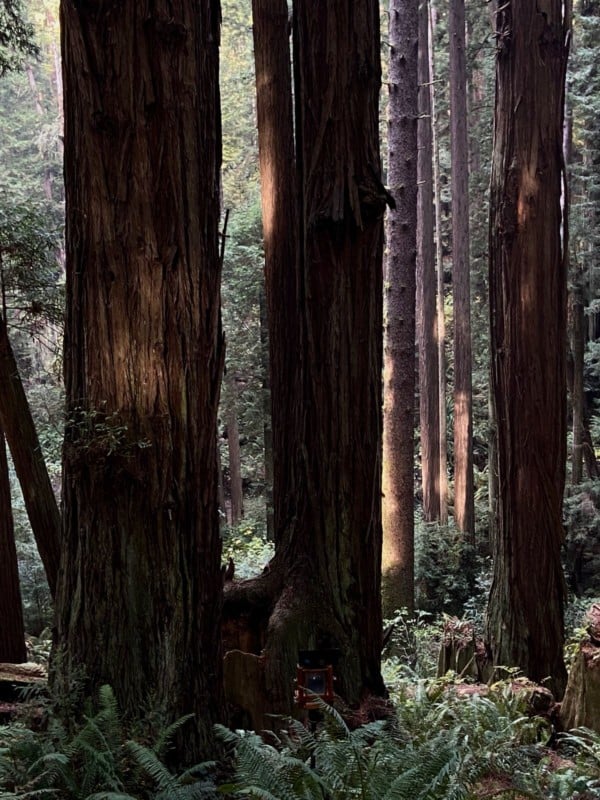 Redwoods_2020_Anton_Photo_Palace-600x800.jpg