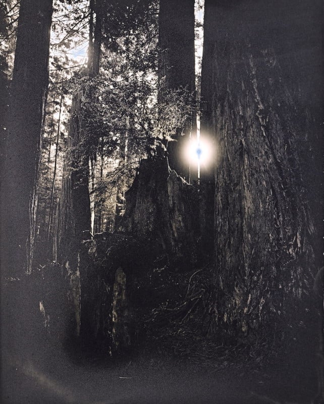 Redwoods_2020_Daguerreotype_Anton_Photo_Palace_10-642x800.jpg