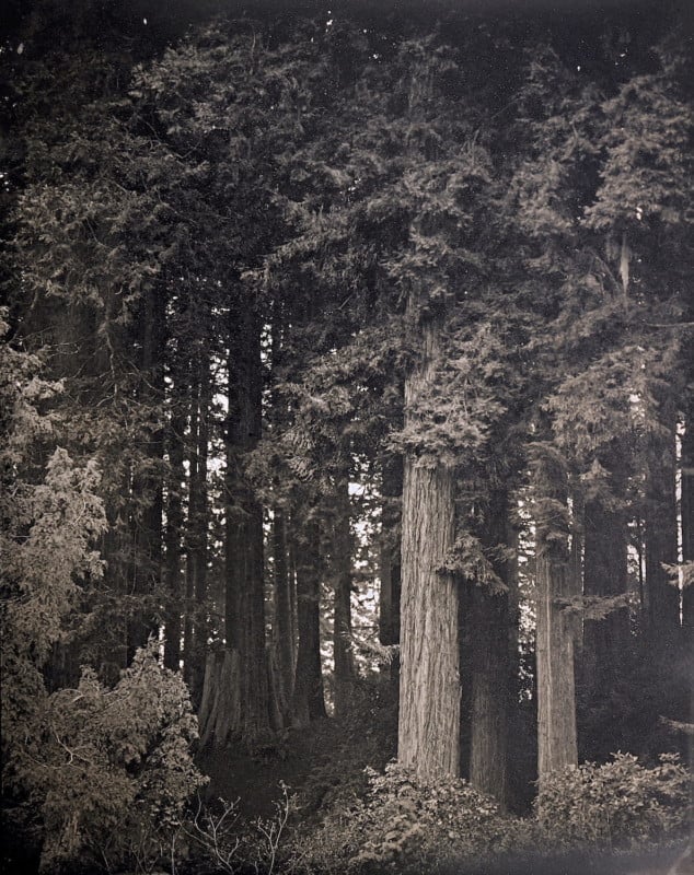 Redwoods_2020_Daguerreotype_Anton_Photo_Palace_11-634x800.jpg