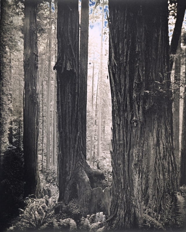 Redwoods_2020_Daguerreotype_Anton_Photo_Palace_3-643x800.jpg