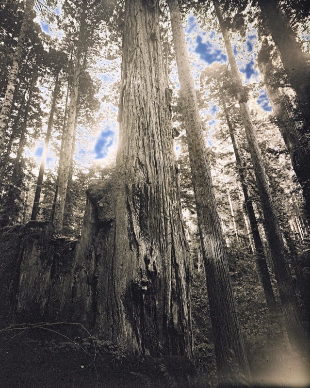 Redwoods_2020_Daguerreotype_Anton_Photo_Palace_4-639x800.jpg