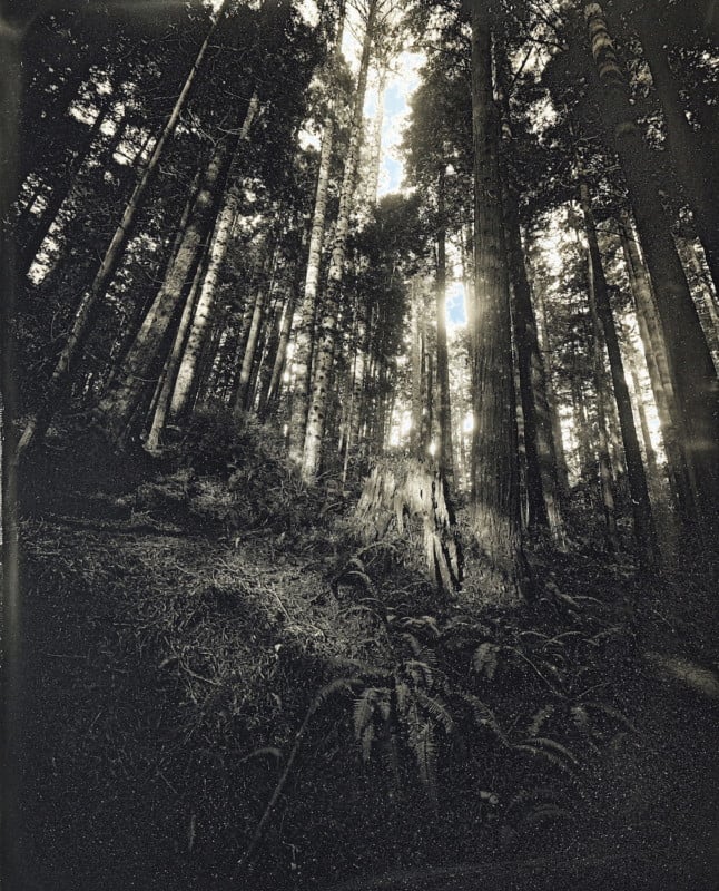 Redwoods_2020_Daguerreotype_Anton_Photo_Palace_5-646x800.jpg