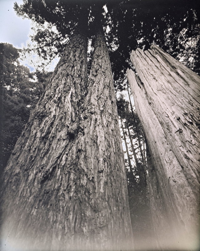 Redwoods_2020_Daguerreotype_Anton_Photo_Palace_8-638x800.jpg