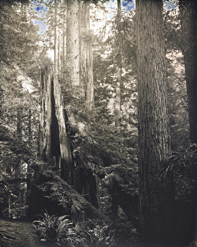 Redwoods_2020_Daguerreotype_Anton_Photo_Palace_9-639x800.jpg