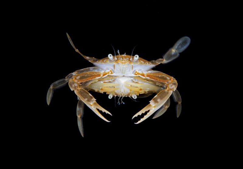 1st-Marine-Life-Behavior_steven_kovacs_mating-crabs-800x557.jpg