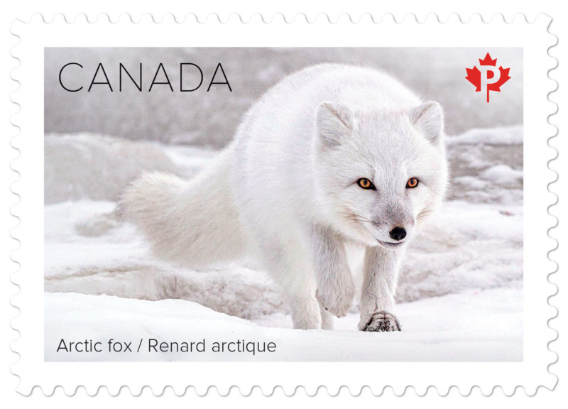 Snow-Mammals-Stamp-400P-Arctic-Fox-800x576.jpg
