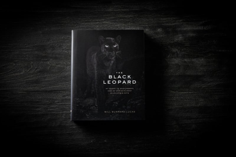 black-leopard-dark-800x533.jpg