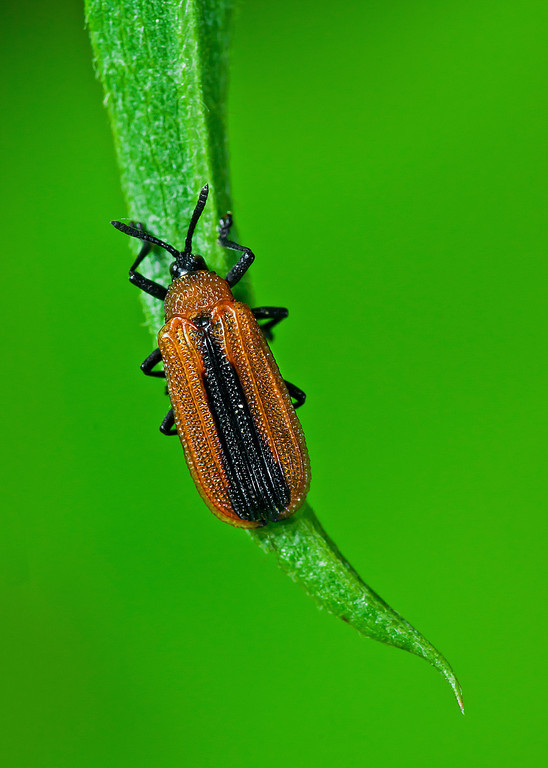 Netwinged-beetle-08073-XL.jpg