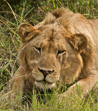 lion-in-uganda.jpg