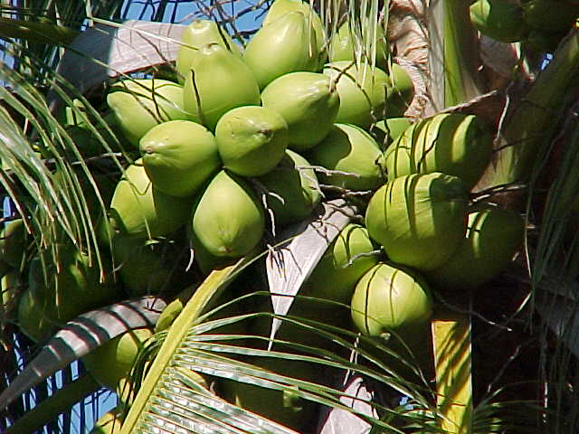 coconut-tree-1.jpg