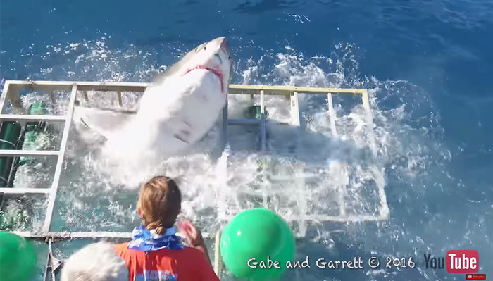 The Terrifying Moment a Shark Breaches an Underwater Photographer's Cage