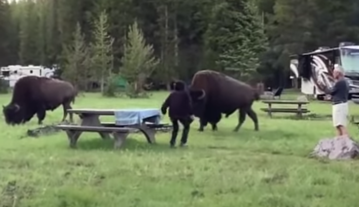 Video Shows Moments Leading up to Woman Being Gored by Bison as She Tries to Take Pictures of It
