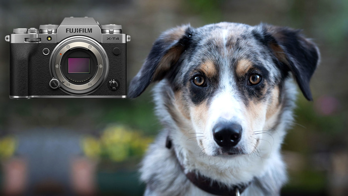 7 Tips and Tricks for Better Pet Portraits at Home