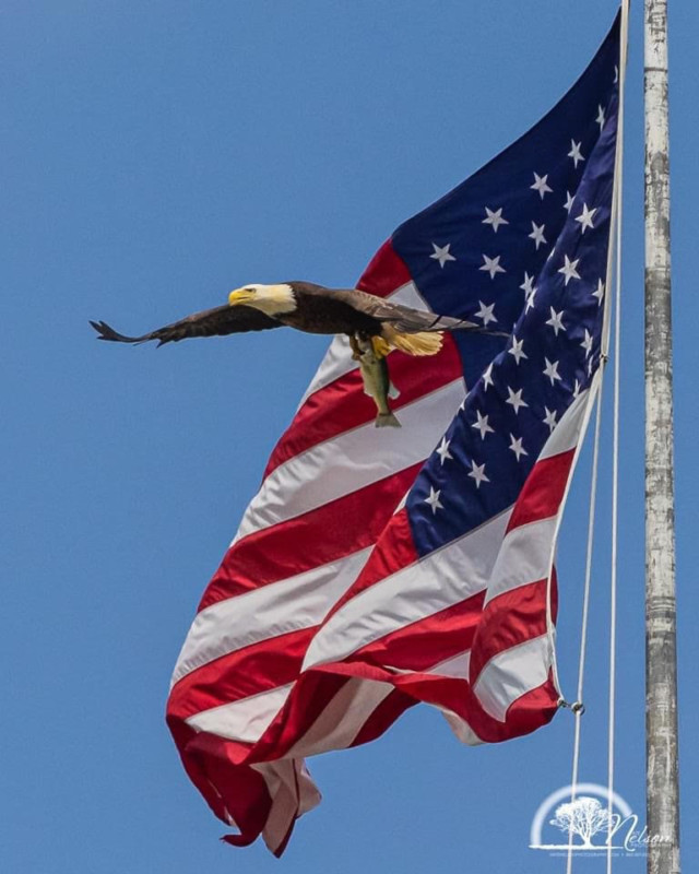 EagleFlag2-640x800.jpg