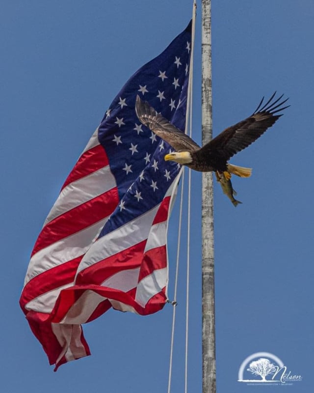 EagleFlag3-640x800.jpg