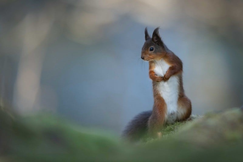 Red-Squirrel-scaled-1-800x534.jpg