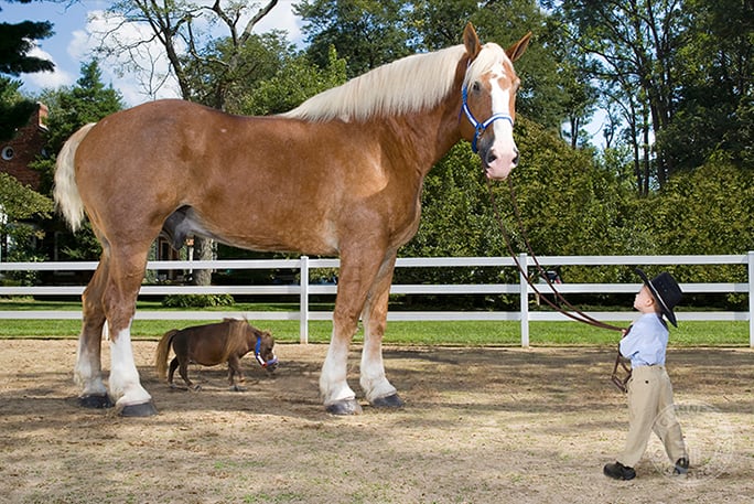 Thumbelina-and-Radar-smallest-and-tallest-horses.jpg