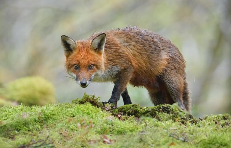 fox-scaled-1-800x514.jpg