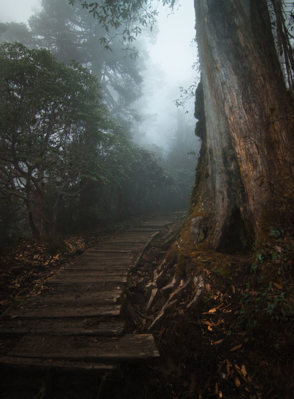 Corduroy-road-590x800.jpg