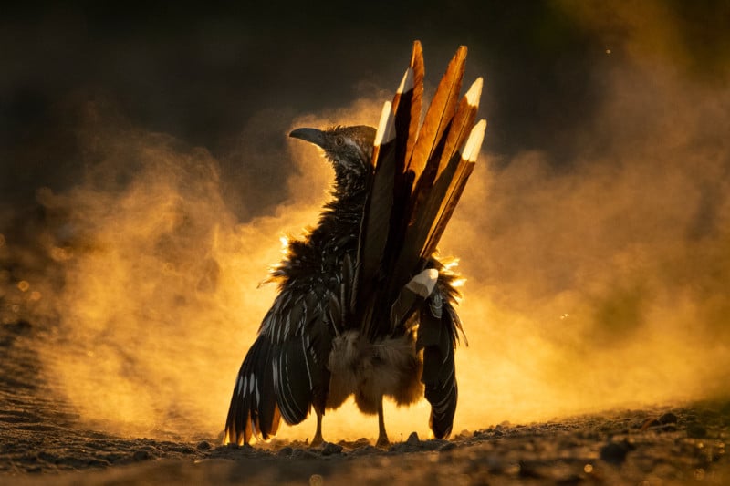 Audubon-photography-awards-2021-petapixel-1-800x533.jpg