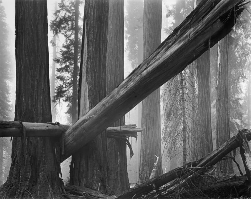 MF-FallenSequoias-800x634.jpg