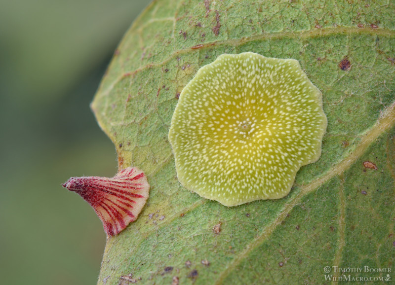 plate-gall-wasp-and-striped-volcano-gall-wasp-GAL0067-800x578.jpg