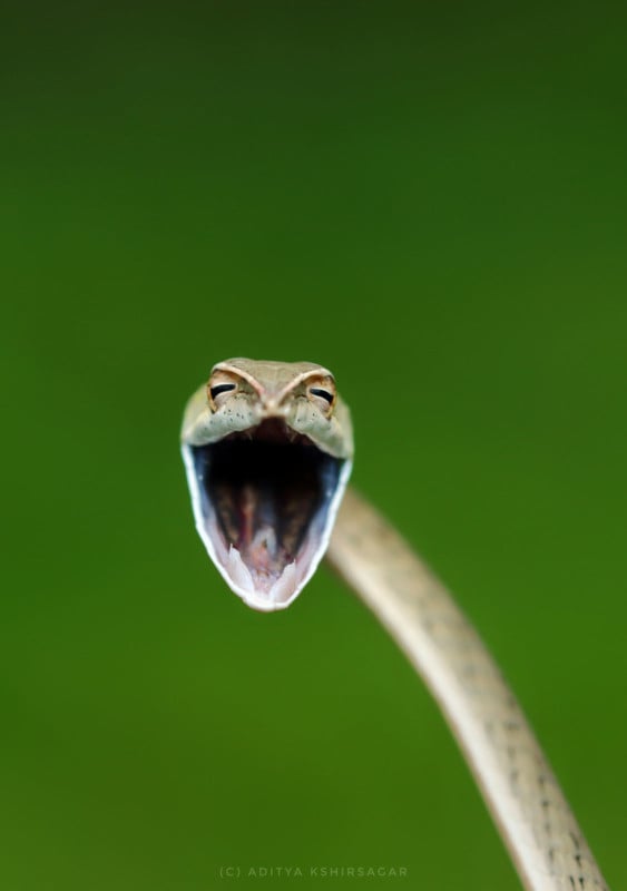 Aditya-Kshirsagar_Laughing-Snake_00005728-563x800.jpg