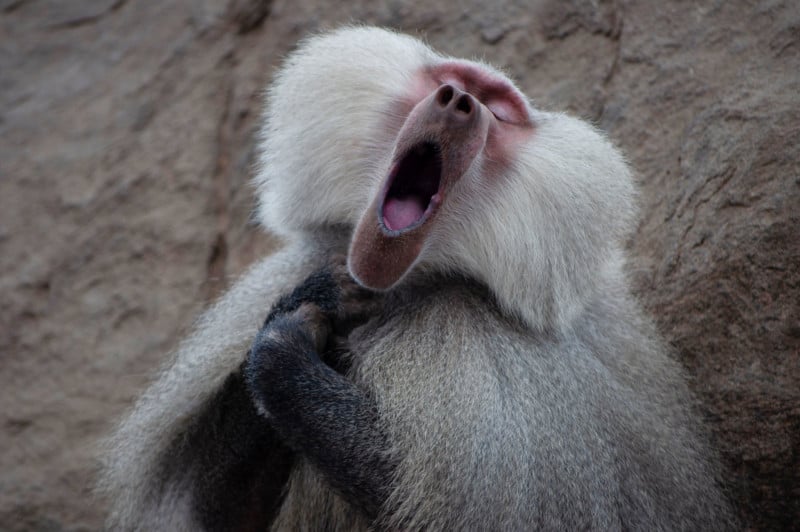 Clemence-Guinard_The-Baboon-who-feels-like-a-tenor_00004571-copy-800x532.jpg