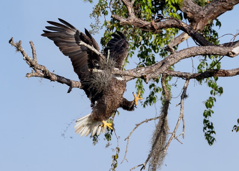 David-Eppley_Majestic-and-Graceful-Bald-Eagle_00001648-800x571.jpg