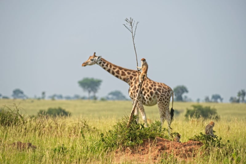 Dirk-Jan-Steehouwer_Monkey-riding-a-giraffe_00004268-800x534.jpg