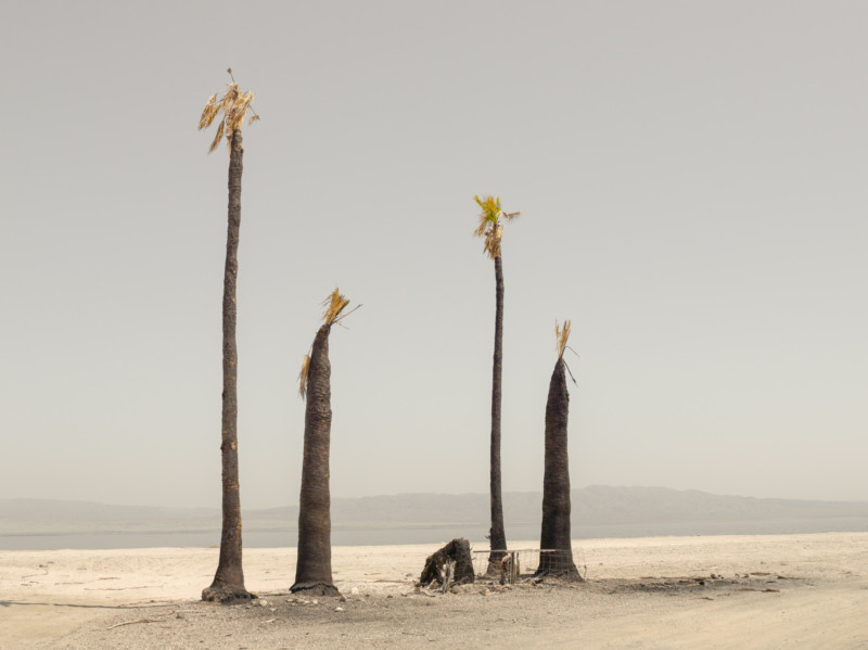 Untitled-palm-trees-800x599.jpg