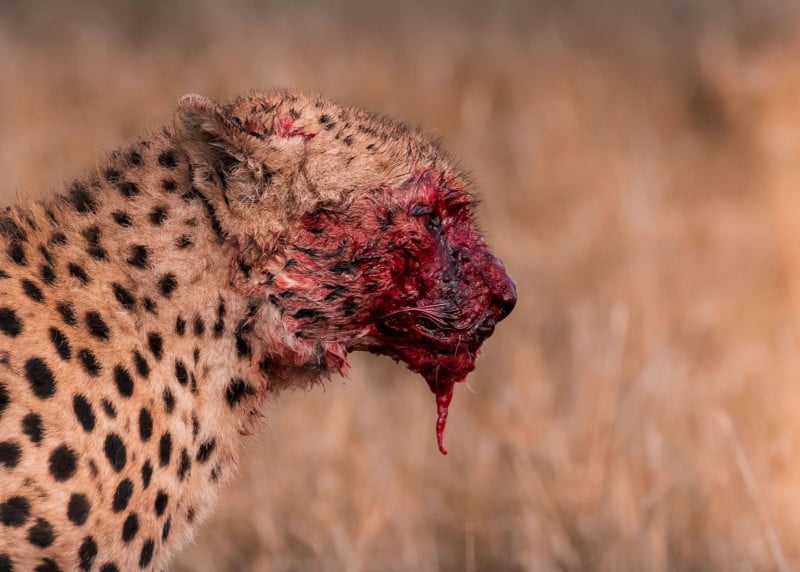4.Aditya-Nair-cheetah-blood-face-Maasai-Mara-Kenya-800x572.jpg