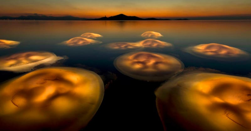 Graceful-Photo-of-Jellyfish-Wins-Wildlife-Photographer-of-the-Year-2021-800x420.jpg