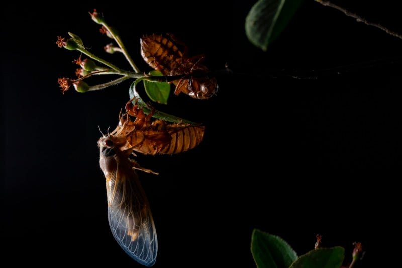 A cicada against a dark background A cicada against a dark background