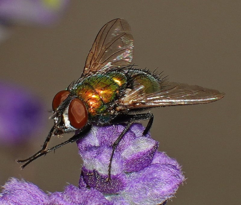 A fly on a flower