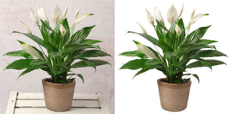 Plant-Before_After-800x394.jpg