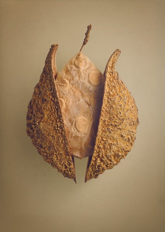 A photo of a seed by photographer Levon Biss