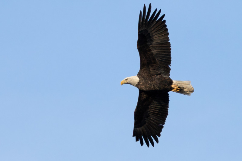 Canon EOS R3 photo of bald eagle.